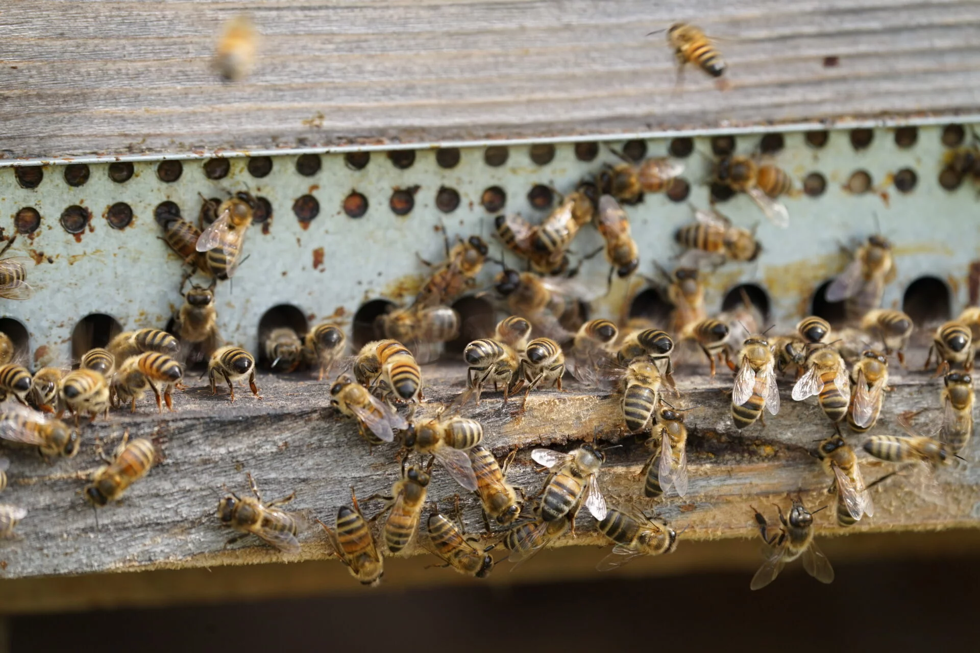 Abeilles devant la ruche